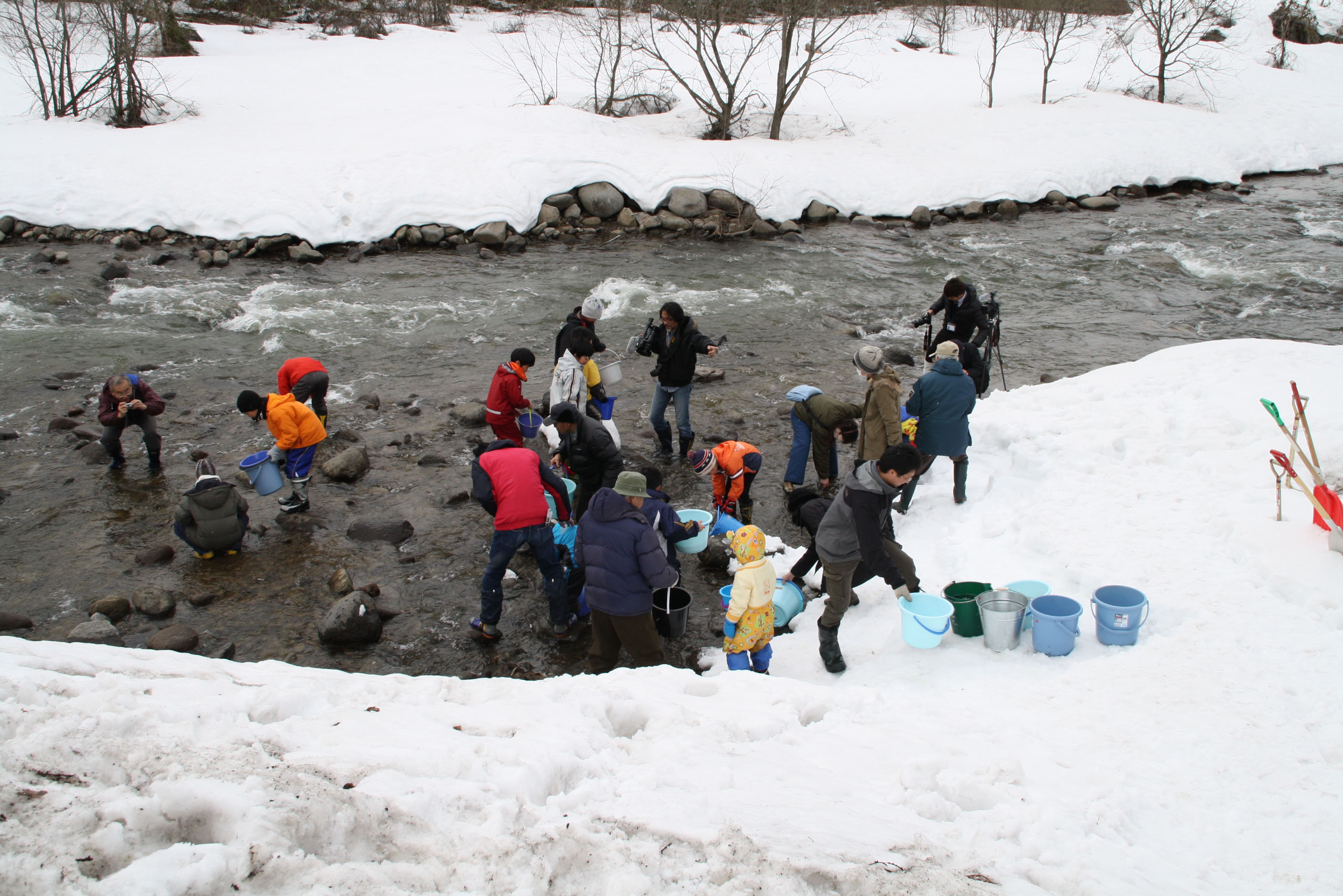 Borne to be wild: Schoolchildren are helped by volunteers to carry buckets of salmon fry from a hatchery down the banks of the Torii River just by my study, and release them into its clear water. In three to six years from now, the wonderful possibility beckons of them returning here as adults to spawn. | C.W. NICOL PHOTOS
